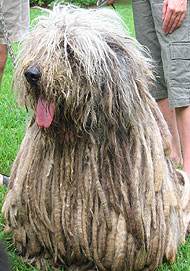 adult bergamasco dog