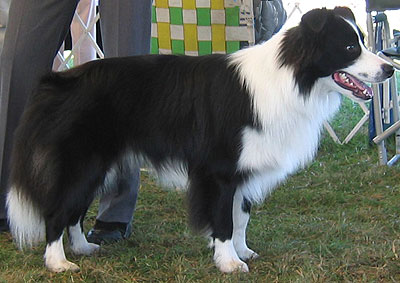 border collie dog portrayal