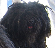 what a puli dog looks like