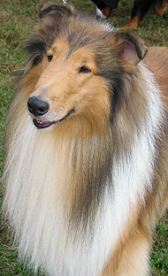 types of collies
