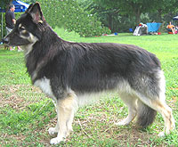 photo of adult shiloh shepherd dog