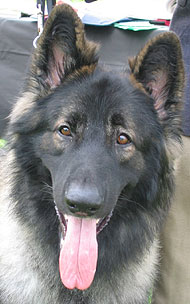 photo of a shiloh shepherd dog