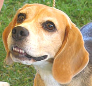 photo of a beagle hound
