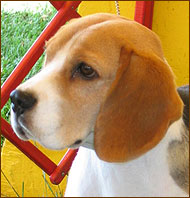 adult beagle dog