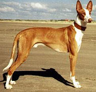 what a ibizan hound looks like