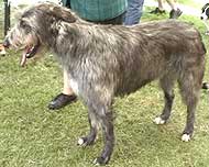 photo of an irish wolfhound dog