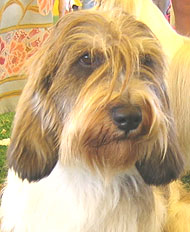 photo of a petit basset griffon vendeen dog