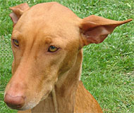 pharaoh hound dog - hound dog breeds from the online dog ...