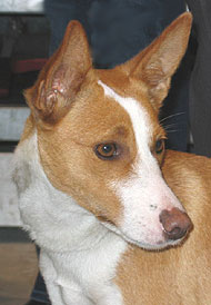 shorthaired portuguese podengo grande dog