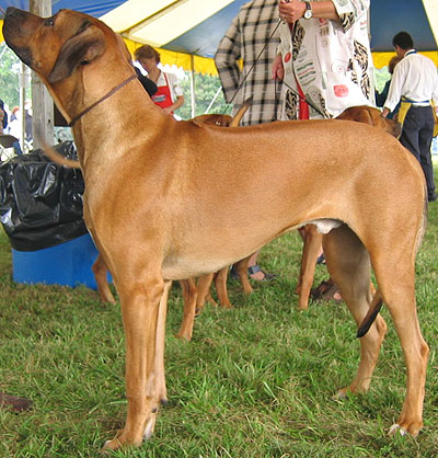 red wheaten rhodesian ridgeback dog
