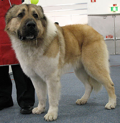 Caucasian Dog Ovcharka