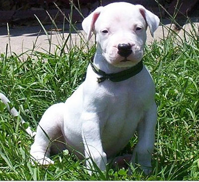  Images of Dogo Argentino , Pictures of Dogo Argentino , Dogo Argentino images free, Dogo Argentino s images