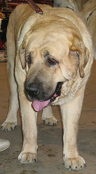 photo of a spanish mastiff dog