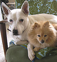 Bull Terrier Queensland Heeler mixed breed dog
