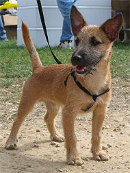 Cairn Terrier Jack Russell Terrier mixed breed dog
