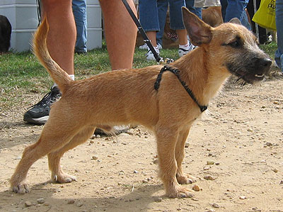 Cairn Terrier Jack Russell Terrier mixed breed dog