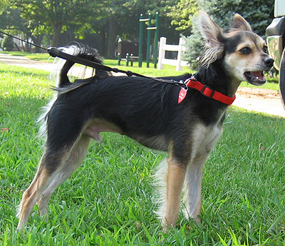 Chihuahua Mixed Dogs