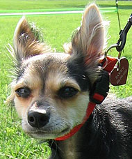 Chihuahua mix dog