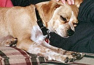 chihuahua mixed breed dog
