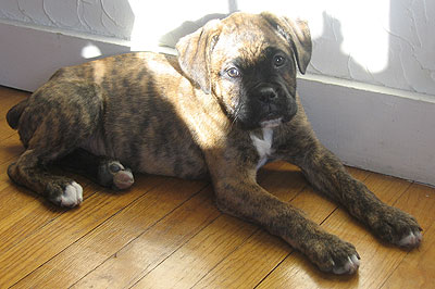 Boxer French Mastiff mixed breed dog