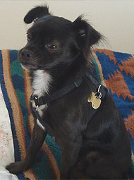 Chihuahua mixed breed dog