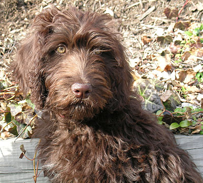 labradoodle mixed breed dog