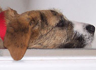 irish wolfhound st. bernard mixed breed dog
