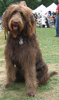 what a labradoodle dog looks like