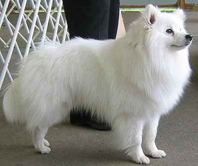 Alaska Eskimo Dog