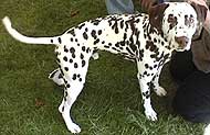 photo of a dalmation dog 