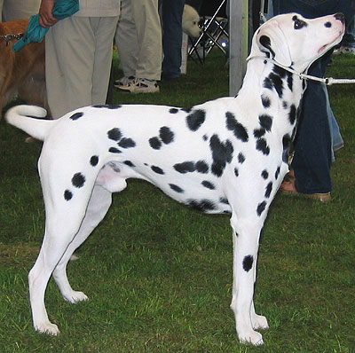 dalmatian dog