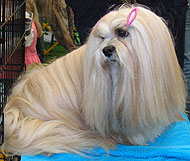 photo of a lhasa apso dog
