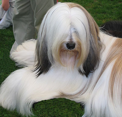 Terrier  Breeds on Tibetan Terrier Dog   Nonsporting Dog Breeds From The Online Dog