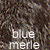 blue merle dog coat color