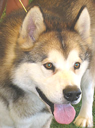 photo of an alaskan malamute dog