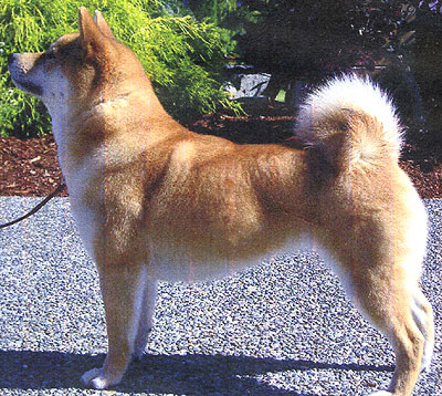 Dog Shiba
