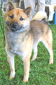 photo of a shiba inu dog