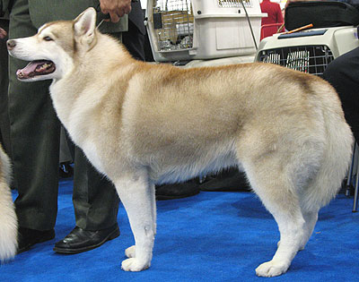 siberian hound