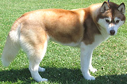 photo of siberian husky dog