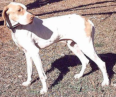 English Pointer Pictures
