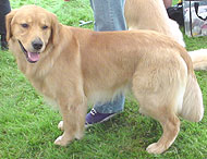 Golden retriever puppies sale jacksonville florida