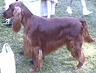 photo of an irish setter dog
