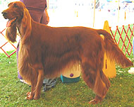 photo of an irish setter dog