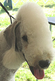 bedlington terrier dog