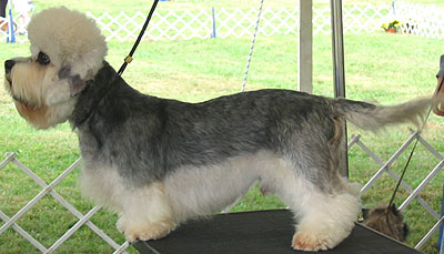 dandie dinmont terrier dog