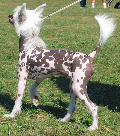Chinese Crested Pups