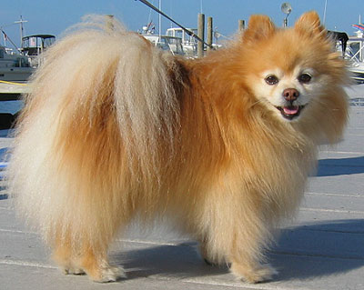 Pomeranian Dog picture