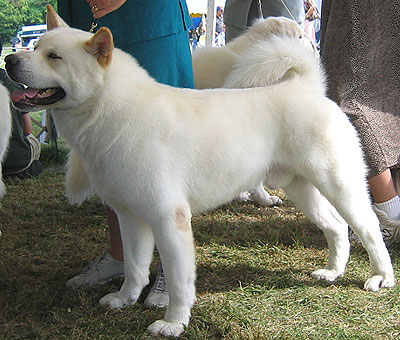 Akita Dog Pic