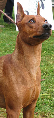 german pinscher dog