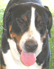 photo of a greater swiss mountain dog